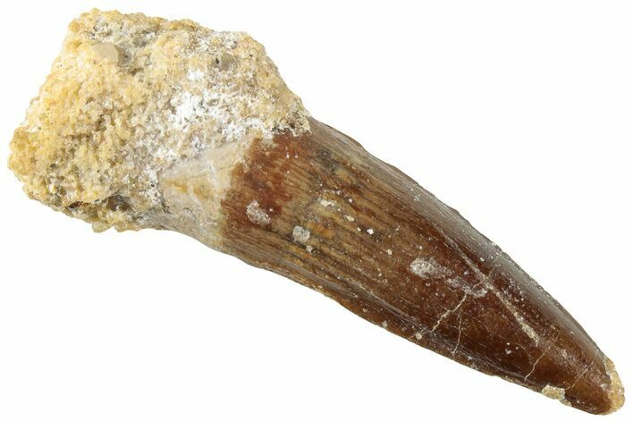Fossil Spinosaurus Tooth - Real Dinosaur Tooth #235101